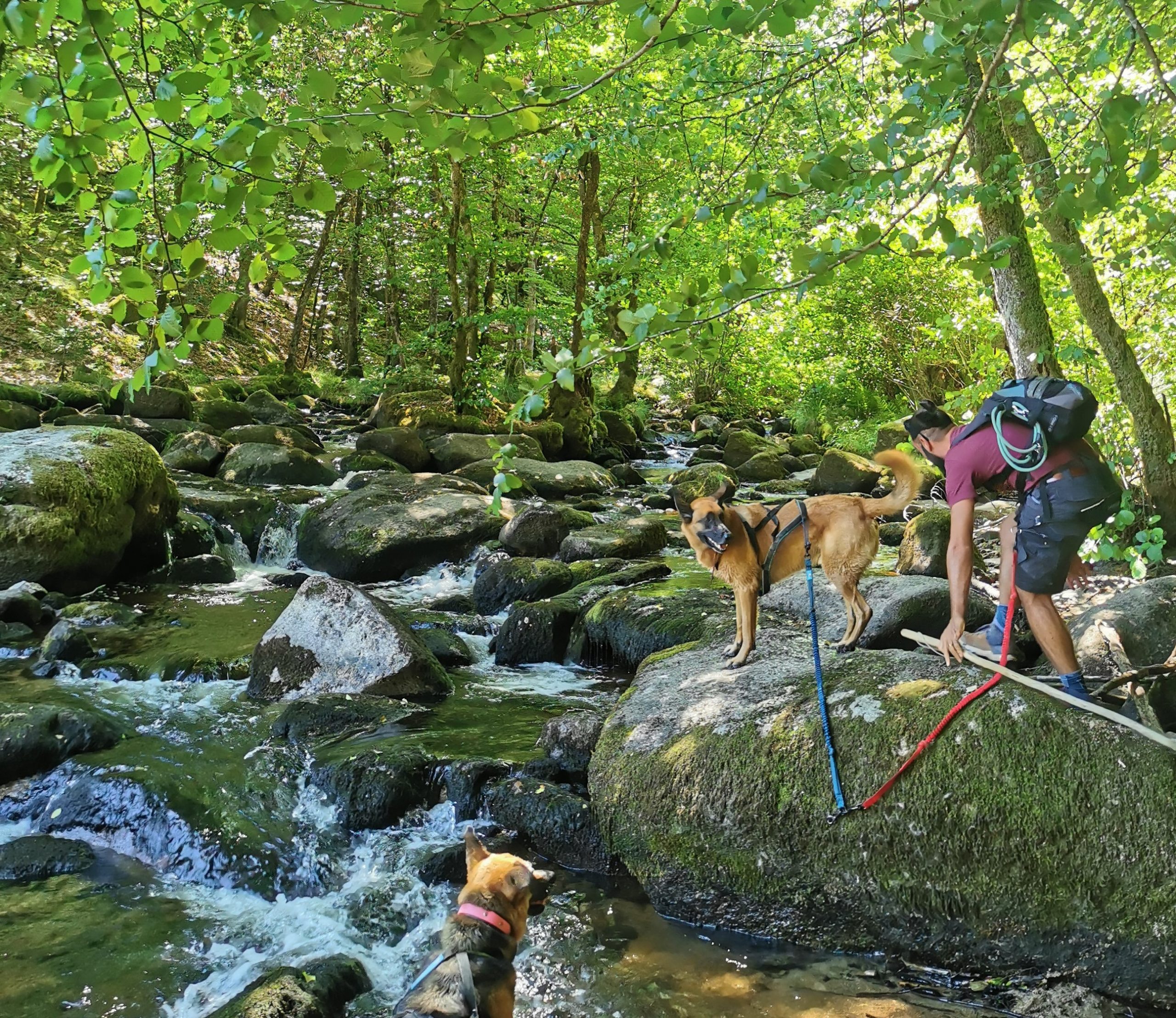 Partir avec son chien en vacances en Corrèze